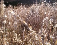 andropogon virgiinicus.jpg